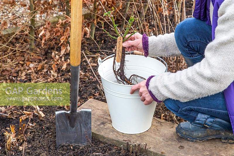 Woman soaking bare root rose in bucket of water to hydrate before planting.
