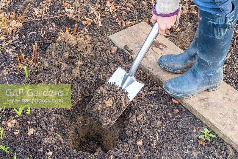 Digging planting hole using a spade whilst standing on a plank to protect surrounding ground