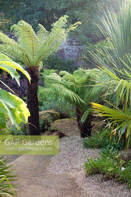 Dicksonia antarctica - tree fern - in bed with other foliage plants near a wall
