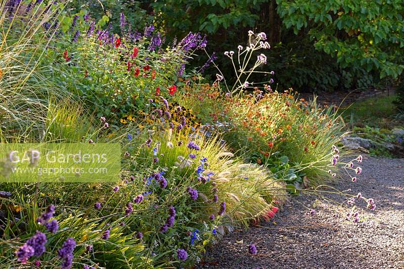 Late summer border of Salvia patens, Verbena bonariensis, grasses, marigolds, Rudbeckia fulgida var. sullivantii 'Goldsturm', dahlias and Salvia 'Amistad' at Llanover Gardens, Monmouthshire, UK. 