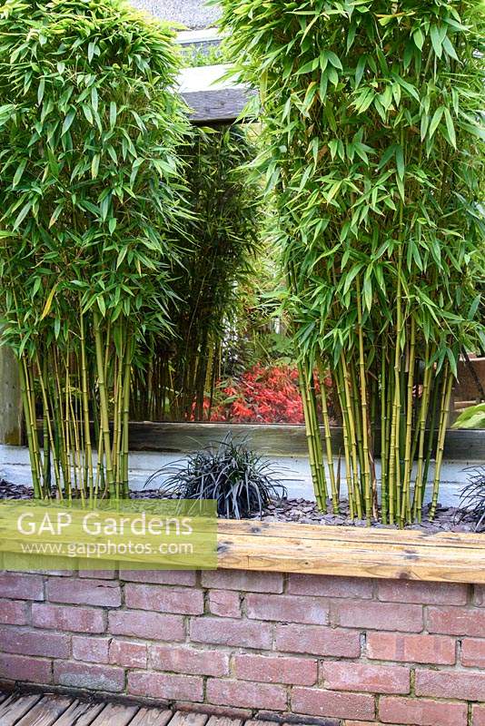 Clumps of bamboo with cleaned lower stems in a raised bed interplanted with black leaved Ophiopogon planiscapus 'Nigrescens' are reflected in a large mirror on the wall behind 