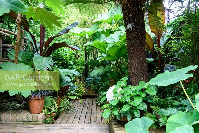 A decking walkway plunges between bold, architectural foliage plants  