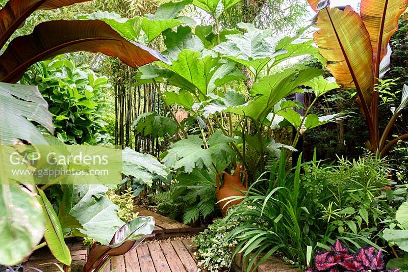 A decking walkway plunges betwen bold, architectural foliage plants, under planted with ferns, ivies and begonias 