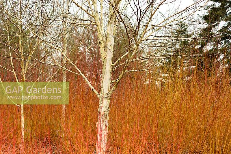 Betula utilis var. jacquemontii 'Doorenbos' - Himalayan Birch 'Doorenbos' surrounded by Cornus sanguinea 'Winter Beauty' - Dogwood 'Winter Beauty', The Winter Garden at Sir Harold Hillier Gardens, Hampshire, UK.
