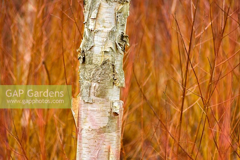 Betula utilis var. jacquemontii 'Doorenbos' amongst fiery dogwood Cornus sanguinea 'Winter Beauty' in the Winter Garden at Sir Harold Hillier Gardens, Hampshire County Council, Romsey, Hants, UK