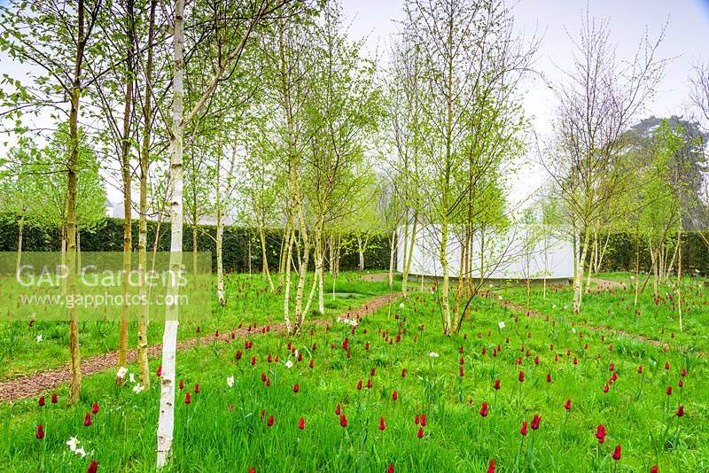 The Garden of Reflection has a poustinia - a quiet place for prayer, at its heart surrounded by a grove of silver birch trees underplanted with dark red Tulipa 'Red Shine' and pheasant's eye narcissi. Bishop's Palace Garden, Wells, Somerset, UK