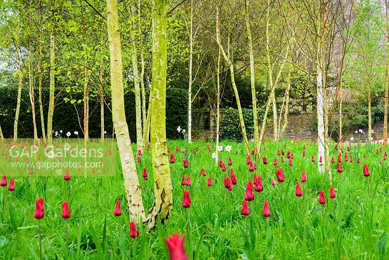 Tulipa 'Red Shine' and Narcissus poeticus var. recurvus growing among a grove of Betula - Silver Birch trees. Bishop's Palace Garden, Wells, Somerset, UK.
