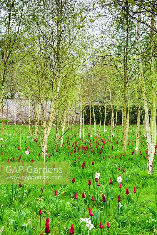 The Garden of Reflection with dark red Tulipa 'Red Shine' and pheasant's eye narcissi amongst a grove of silver birch trees. Bishop's Palace Garden, Wells, Somerset, UK