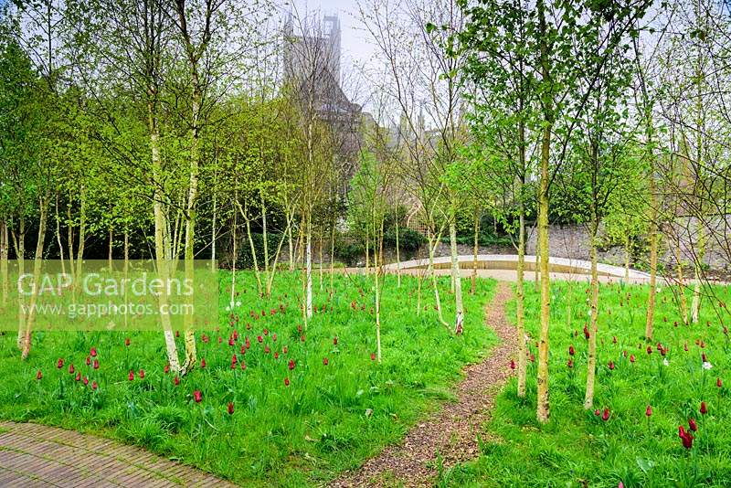 The Garden of Reflection with dark red Tulipa 'Red Shine' and pheasant's eye narcissi amongst a grove of silver birch trees. Bishop's Palace Garden, Wells, Somerse, UK