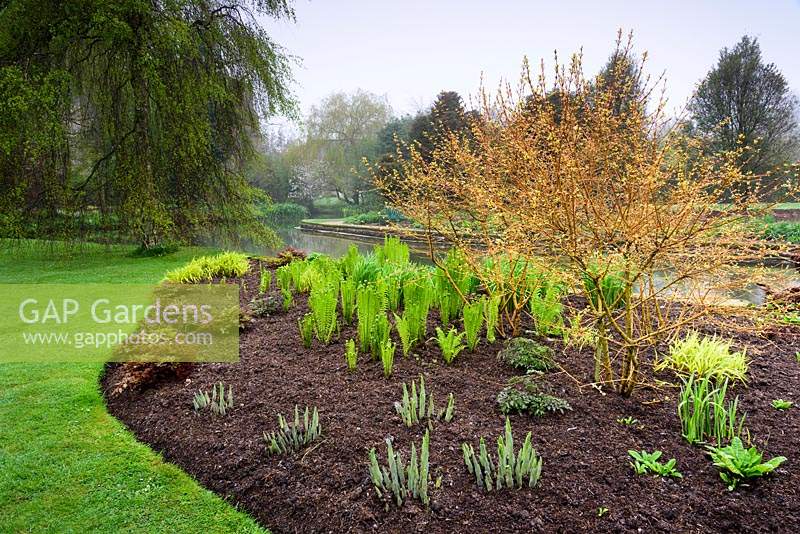 Bright new leaves of Cornus emerge amongst ferns, hostas and rodgersias, beside the large pool at the Bishop's Palace Garden, Wells, Somerset, UK. 