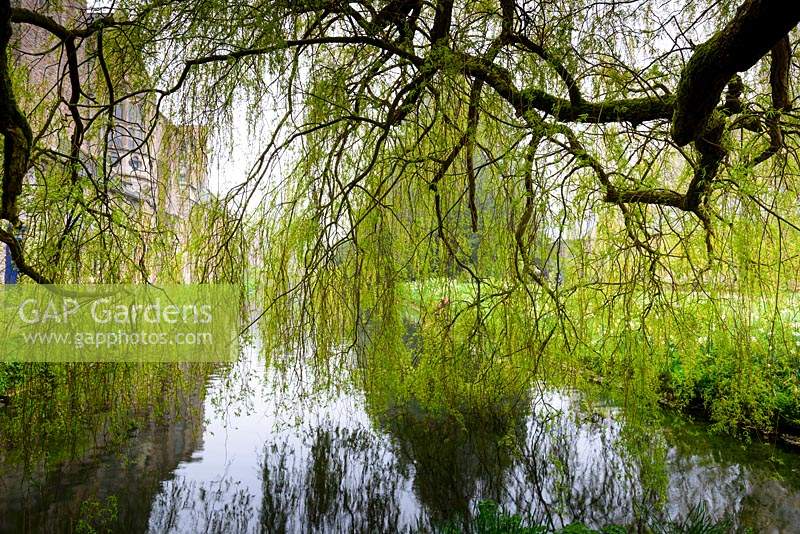 A veil of weeping willow branches hangs over the moat at the Bishop's Palace Garden, Wells, Somerset, UK
