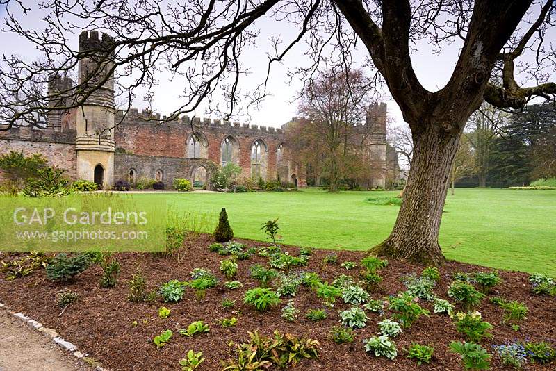 Newly planted winter and spring border in the South Garden with the ruin of the Great Hall as a backdrop at the Bishop's Palace Garden, Wells, Somerset, UK. 