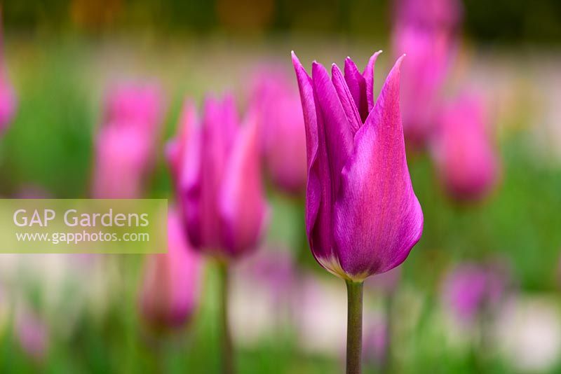 Tulipa 'Purple Dream' - Tulip 'Purple Dream' 