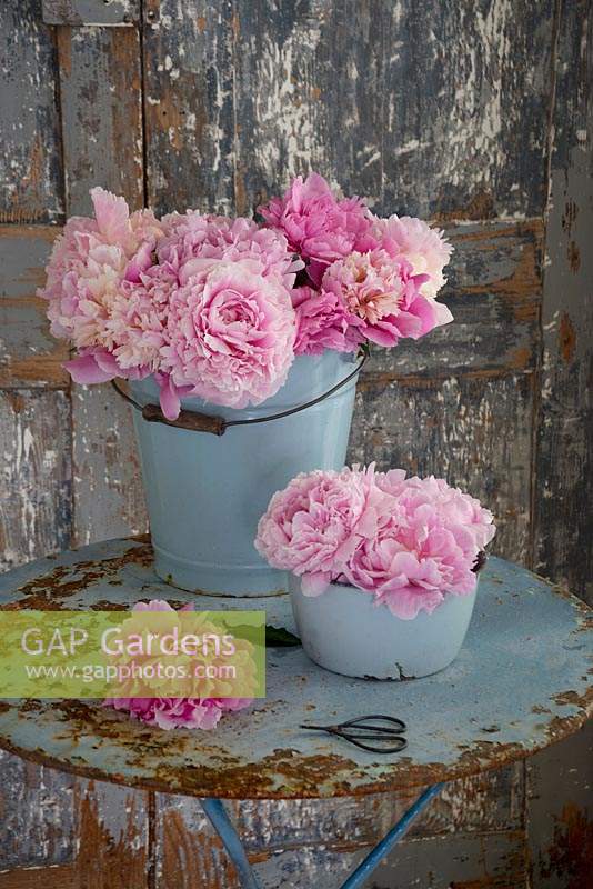 Pail and bowl of pink cut peonies on distressed vintage table. 
