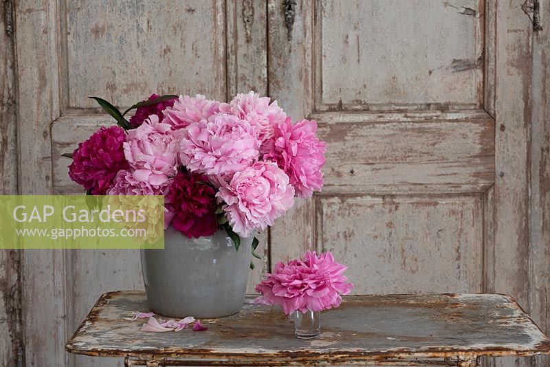 French vintage interior with grey vase of pink peonies.
