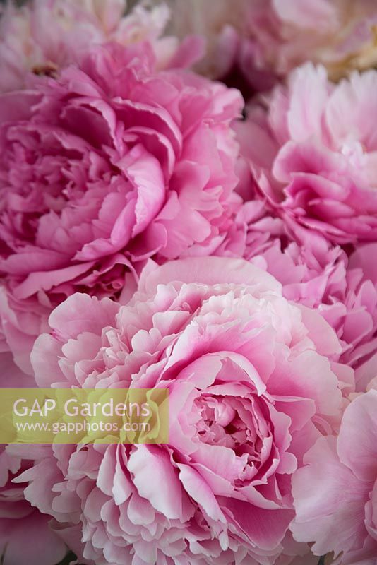 Close up of cut double pink Peony blooms. 