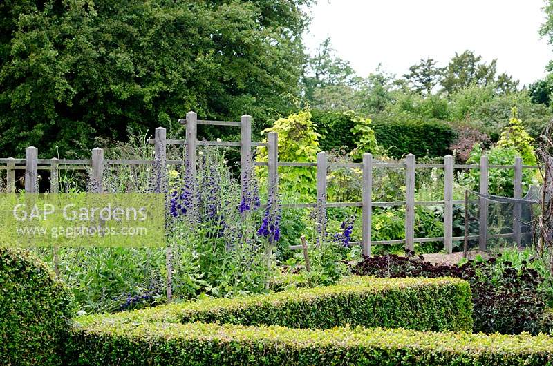 Post and rail fence as a garden divider with Delphinium and Buxus - box edging