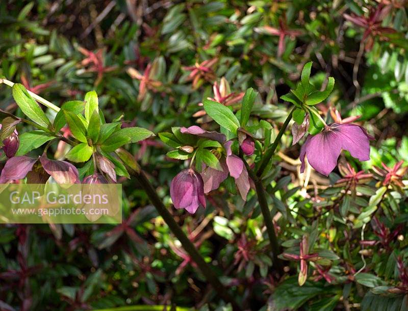 Helleborus - hellebore - flowers picking up dark pink tips of young growth on
 Hebe albicans 'Red Edge'