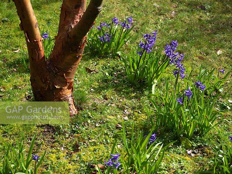 Paperbark maple with Hyacinthus - hyacinth - growing around base