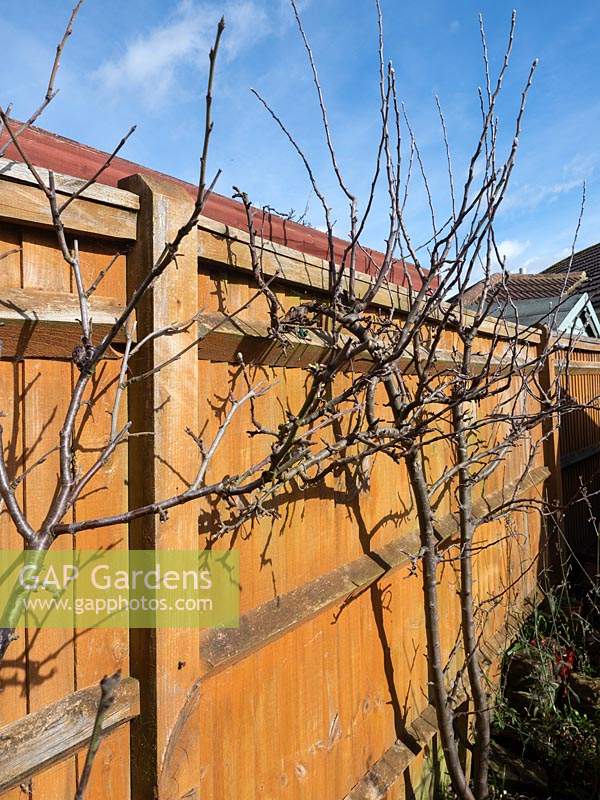 View of Malus - Apple trees trained along garden fence.  
