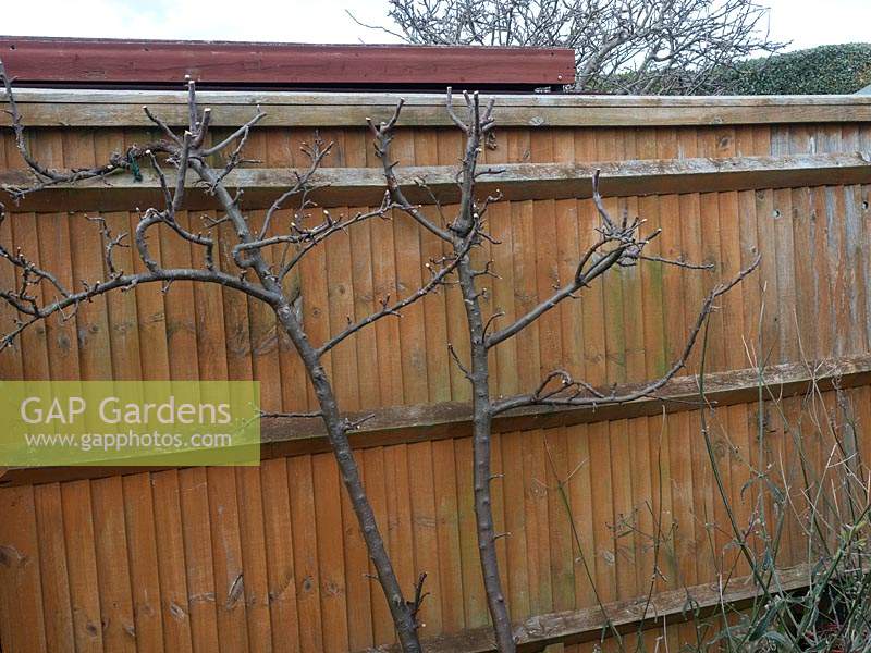 Malus -  apple -  tree trained against a fence, shown after pruning out all
 upward growing straight shoots