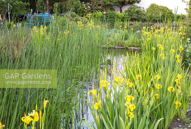 Natural swimming pool with a retention basin planted with Iris pseudacorus - yellow flag iris 
and rushes