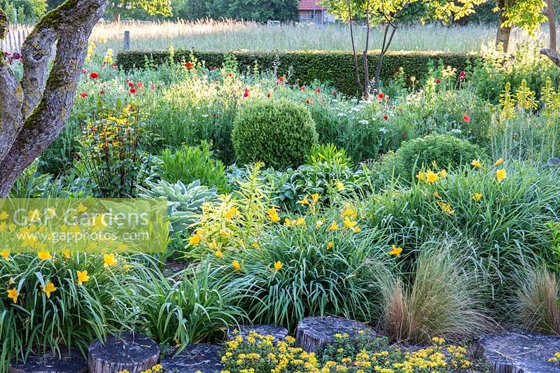 The clear line of the clipped hedge in the background contrasts with the 
wildflower meadow. Bed containes Buxus - box -  sphere and clumps of Hosta and 
Hemerocallis - daylily and Sedum floriferum 'Weihenstephaner Gold'
