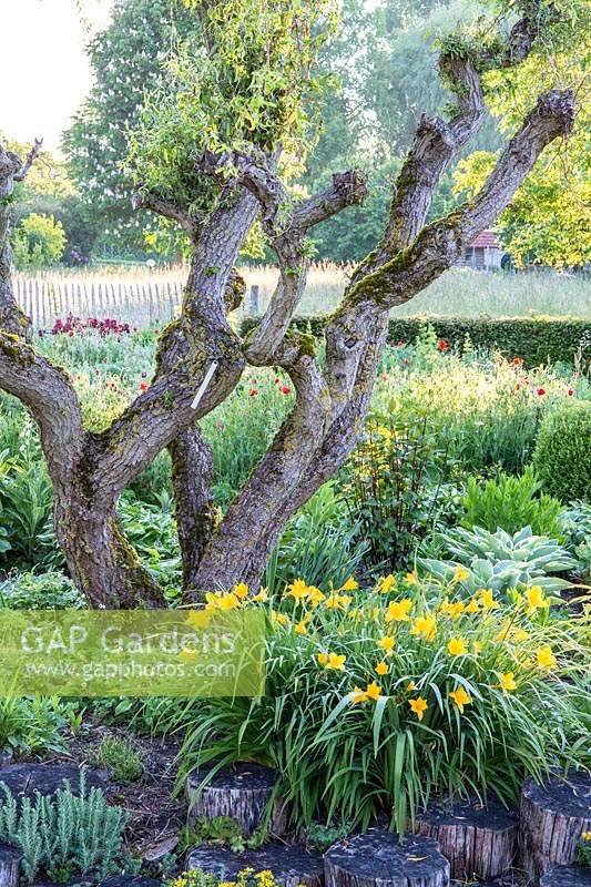 Gnarly tree trunk underplanted with with flowering Hemerocallis - Daylily 