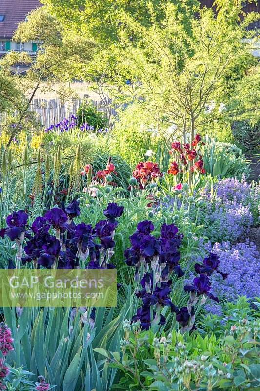 View down mixed perennial border including bearded Iris and Nepeta - Catmint. 
