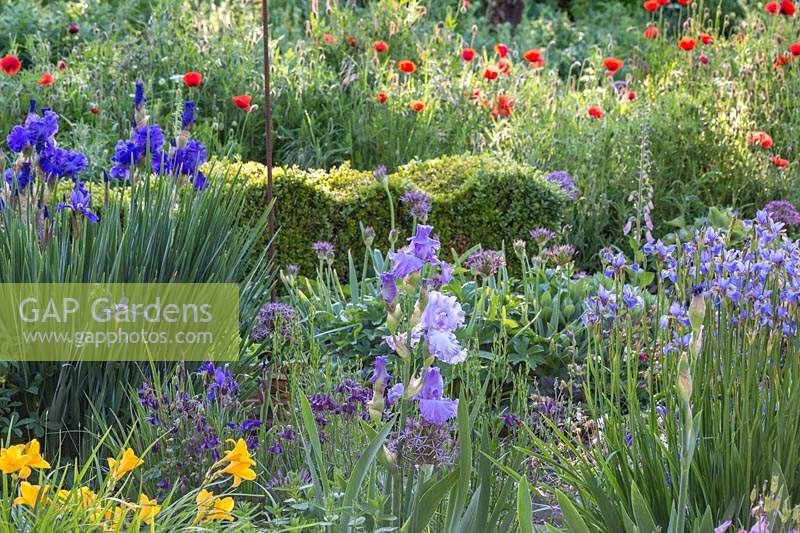 View of flowering perennials, including Iris barbata, Iris sibirica, Hemerocallis - Daylily and Papaver - Poppy - separated by clipped Buxus - Box hedging. 
