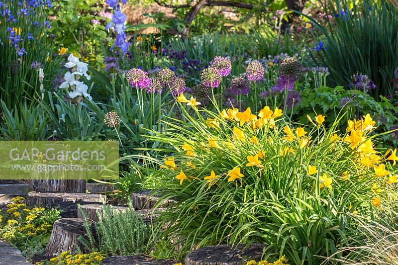 Combination of Iris, Allium aflatunense and Hemerocallis - Daylily - by wooden stepping stone path. 