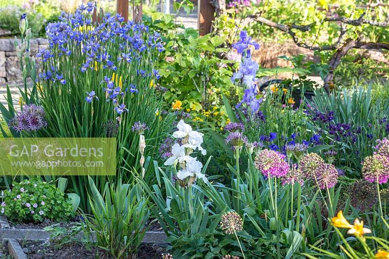 Mixed flowerbed with flowering Iris and Allium. 
