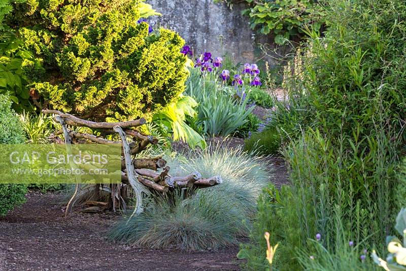 A rustic wooden garden bench next to conifer Chamaecyparis obtuse - Japanese cypress and
ornamental grass Festuca glauca - blue fescue 