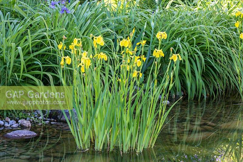 Iris pseudacorus - yellow flag iris -  in shallow water 