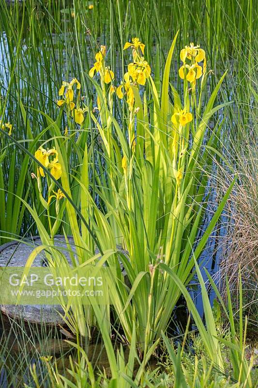 Iris pseudacorus - yellow flag iris - in shallow water