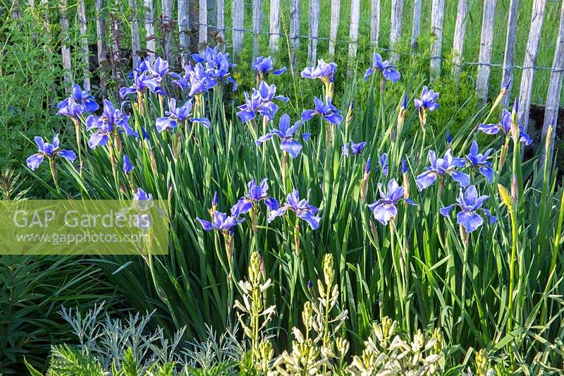 Iris sibirica 'Steve Varner' - Siberian iris - close to chestnut fence 