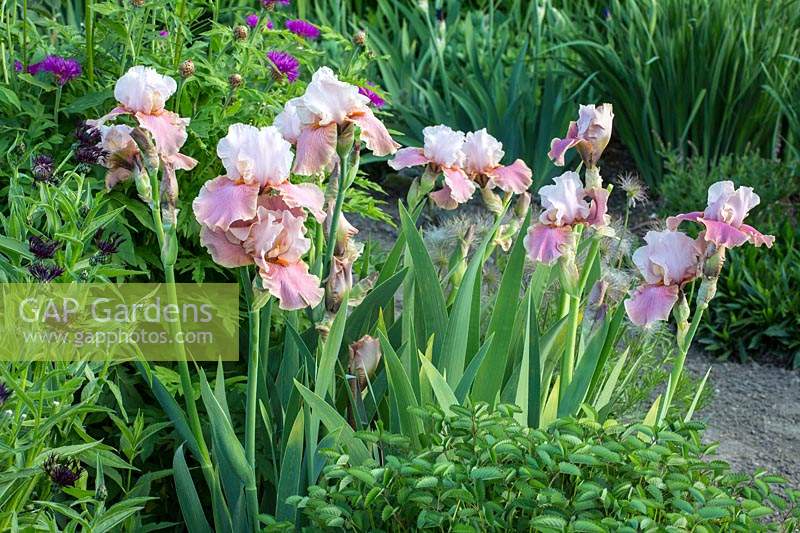 Iris barbata 'Cameo Wine' amongst other perennials