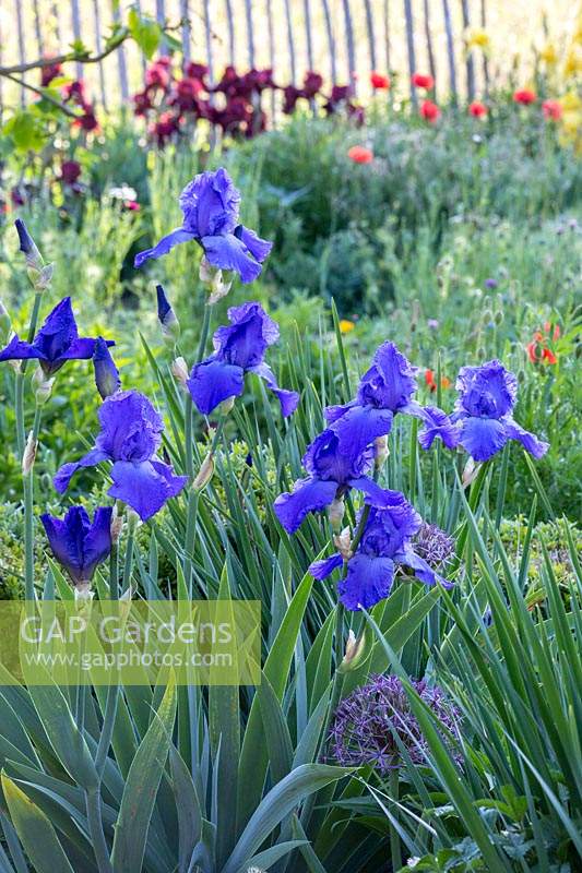 Iris 'Indigo' - Bearded Iris 'Indigo' - backed by wildflowers. 