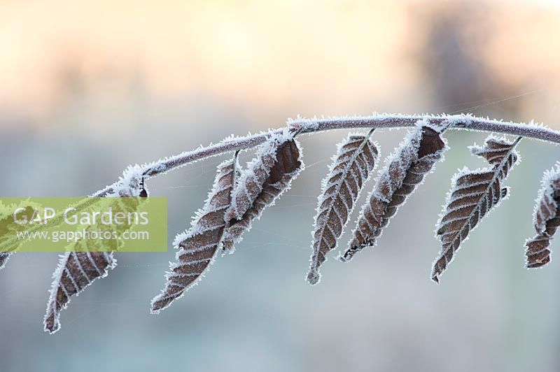 Corylus - hazel - stem and leaves covered in a hoar frost 
