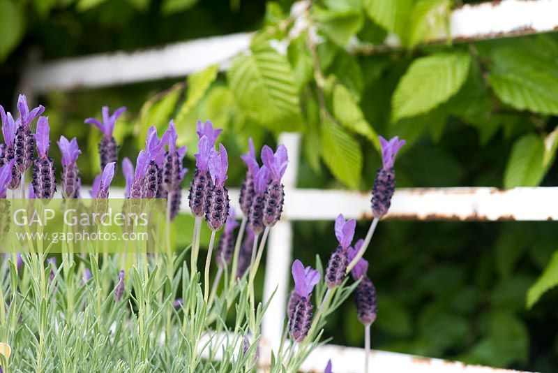 Lavandula stoechas 'Victory' - French lavender 