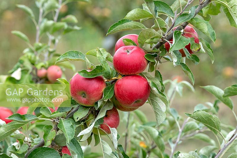 Malus domestica 'Akane' -  Apple 'Akane'