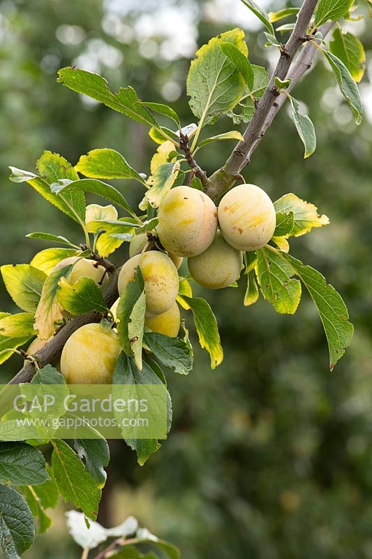 Prunus domestica 'Jefferson' - Plum 'Jefferson'
 
