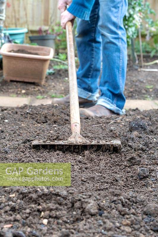 Gardener raking over the soil in a vegetable garden.