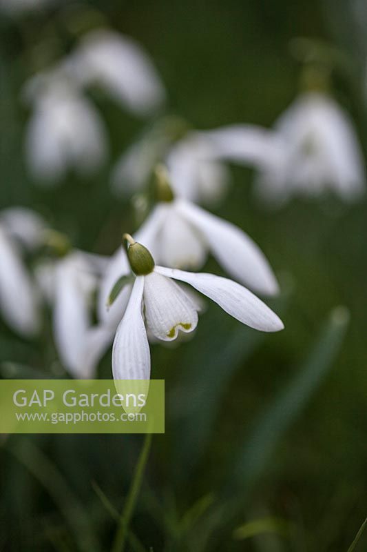 Galanthus nivalis - Common Snowdrop