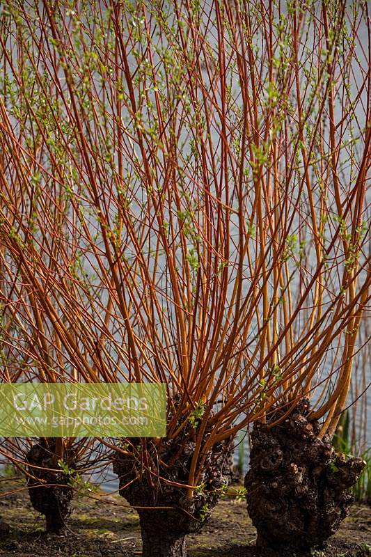 Salix alba var. vitellina 'Britzensis' - Scarlet willow