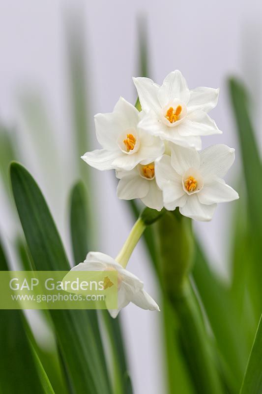 Narcissus papyraceus 'Ziva' - Paperwhite Tazetta daffodil