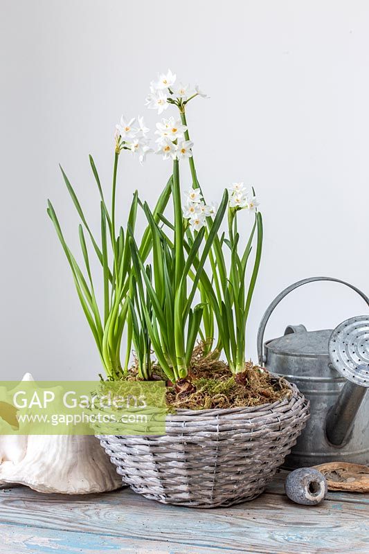 Narcissus papyraceus 'Ziva' - Paperwhite Tazetta daffodil in woven basket.