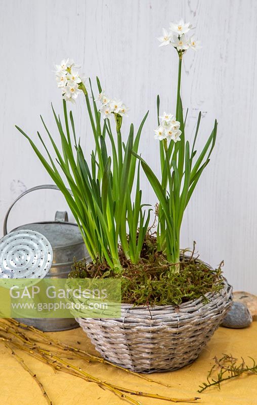 Narcissus papyraceus 'Ziva' - Paperwhite Tazetta daffodil in woven basket.