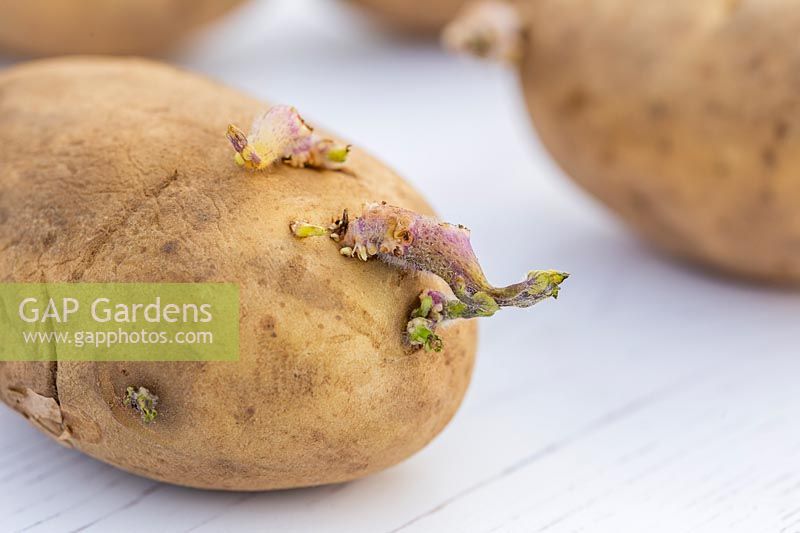 Solanum tuberosum - Chitting seed potatoes on white wooden surface.