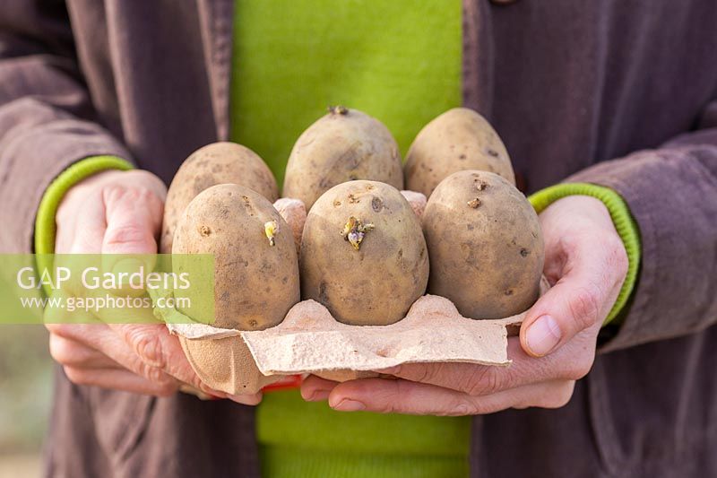 Solanum tuberosum - 'Woman holding egg box of chitting seed potatoes.